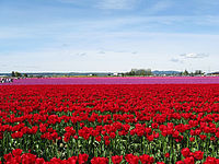 դʪThe Skagit Valley Tulip Festival 