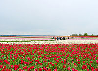 դʪThe Skagit Valley Tulip Festival 