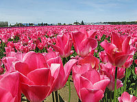 դʪThe Skagit Valley Tulip Festival 