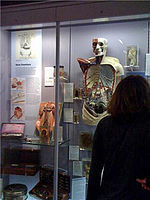 The Hunterian Museum