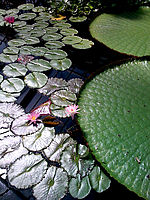 Kew Garden Ƥ