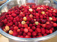 ǯ˰٤μϺסThe Fort Langley Cranberry Festival   