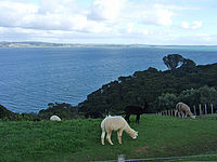 ե꡼ѤWaiheke Islandʥ磻إˤ