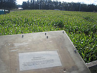 ȤǤǤϩMaize Maze