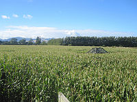 ȤǤǤϩMaize Maze