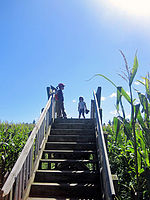 ȤǤǤϩMaize Maze