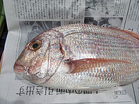 ƤΥ֥饤ȥ󤫤