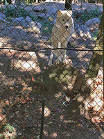 ե󥹤ưʪءZoo Amneville